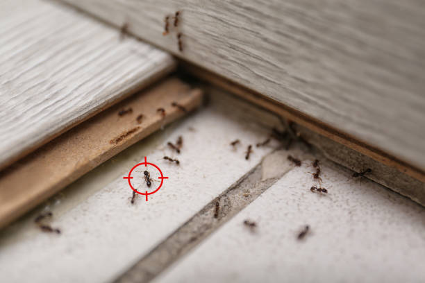 Best Spider Control Near Me  in Haysville, KS