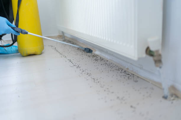 Best Rat Extermination Near Me  in Haysville, KS