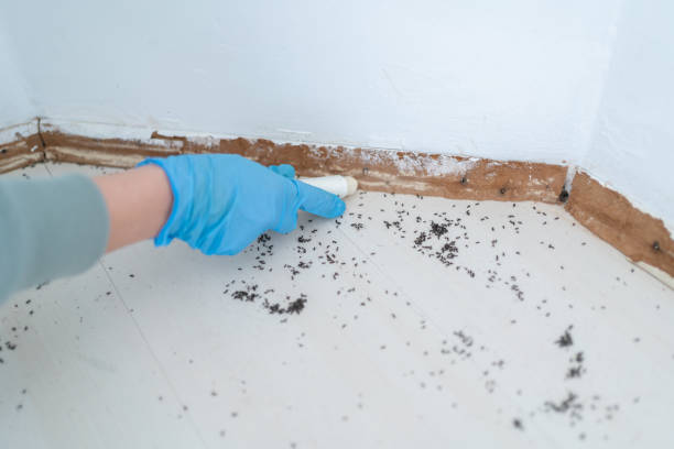 Best Affordable Pest Control Services  in Haysville, KS